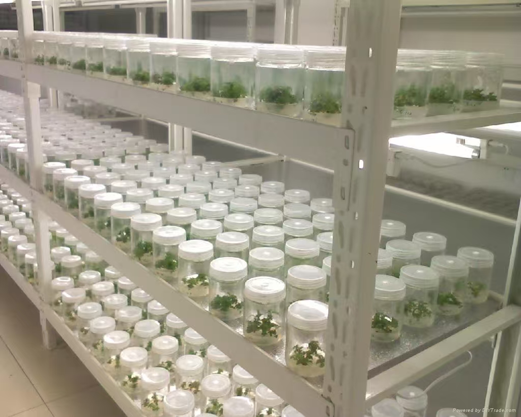 山东组培实验室应该如何布局