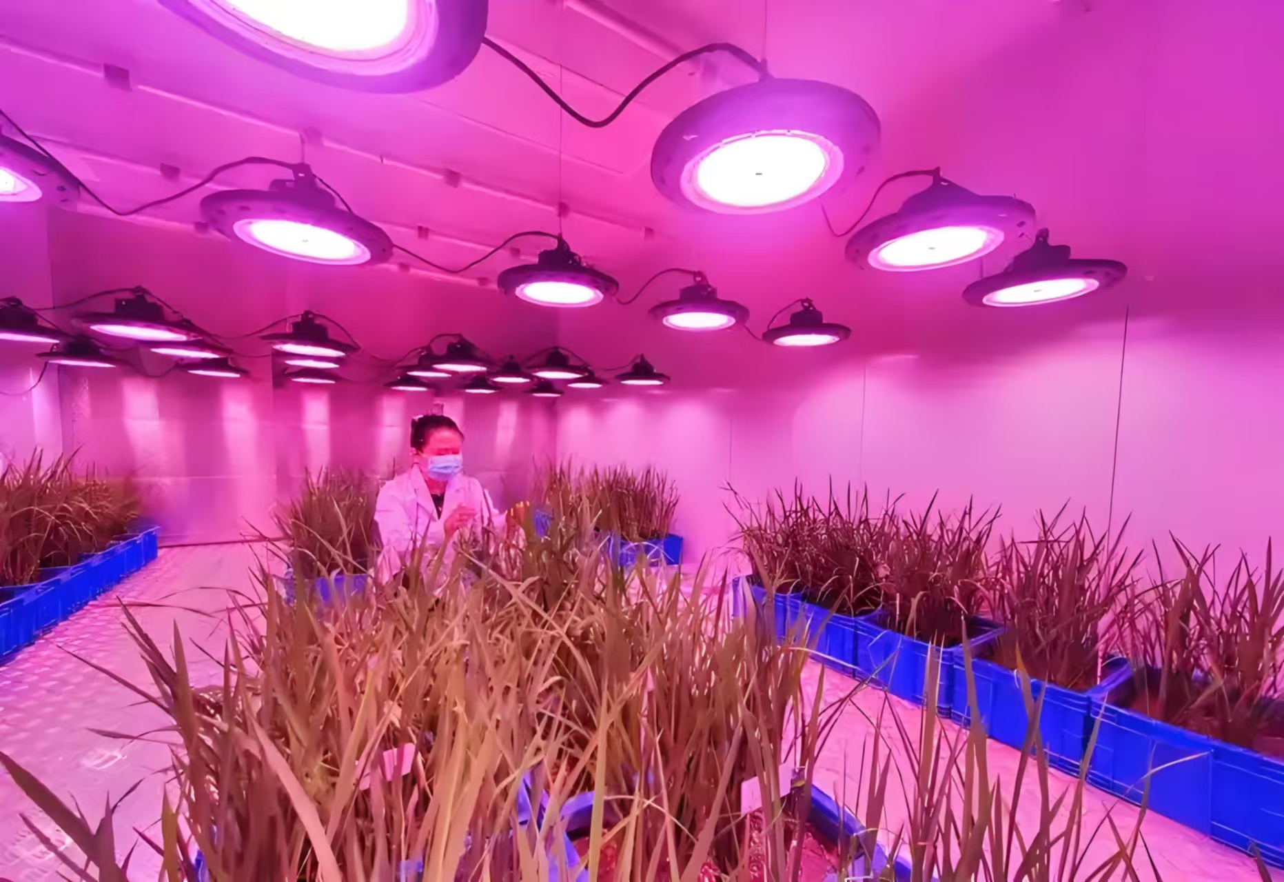 山东人工气候室在农业领域的应用